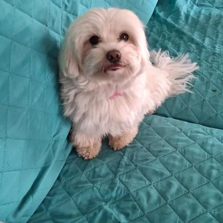 Nocleg ze śniadaniem Galletto Porto San Giorgio